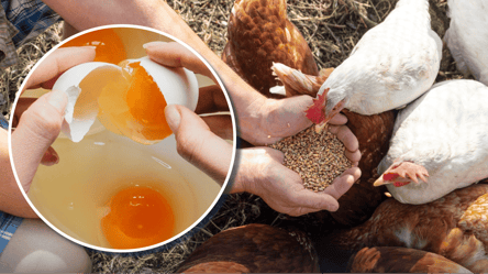 Що додати у корм курям навесні: жовток стане яскравішим на 100% - 285x160