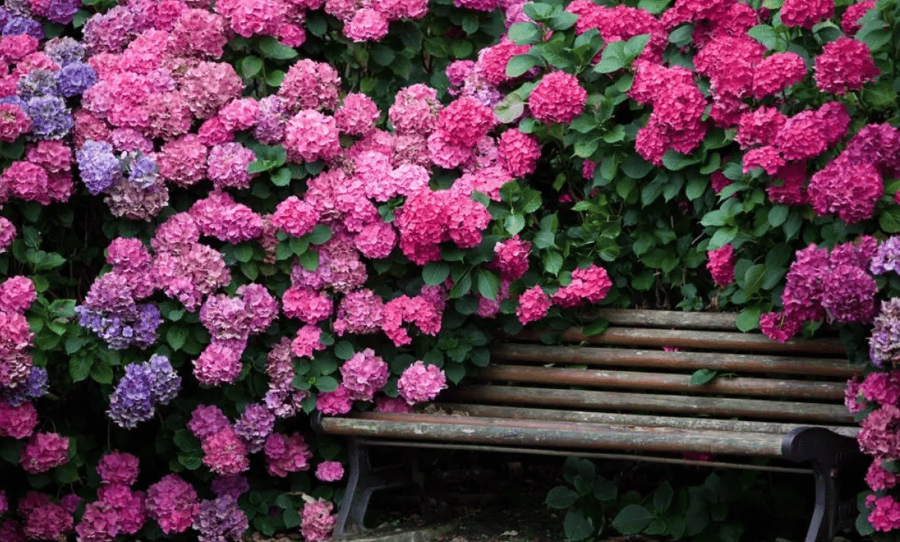 Куток відпочинку серед розквітлих гортензій.