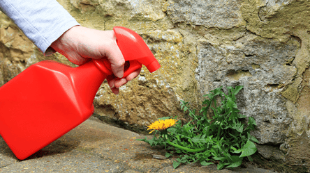 Зайва трава більше не проблема — як можна запобігти її зростанню - 285x160