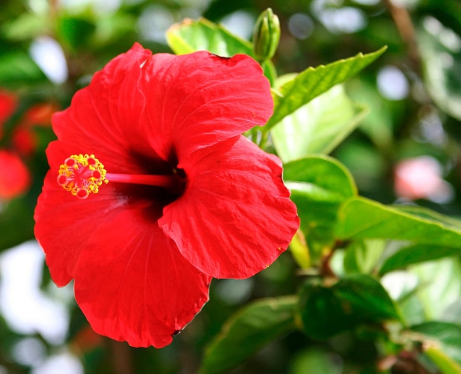 Китайская роза