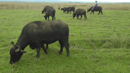 На Одещину завезли рідкісних тварин — як врятують екологію - 285x160