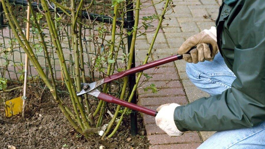 Садівник обрізає кущ троянди.