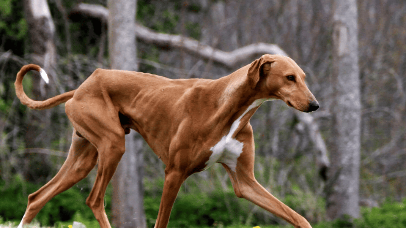 ТОП-5 пород собак, которые считаются самыми редкими — уникальные животные