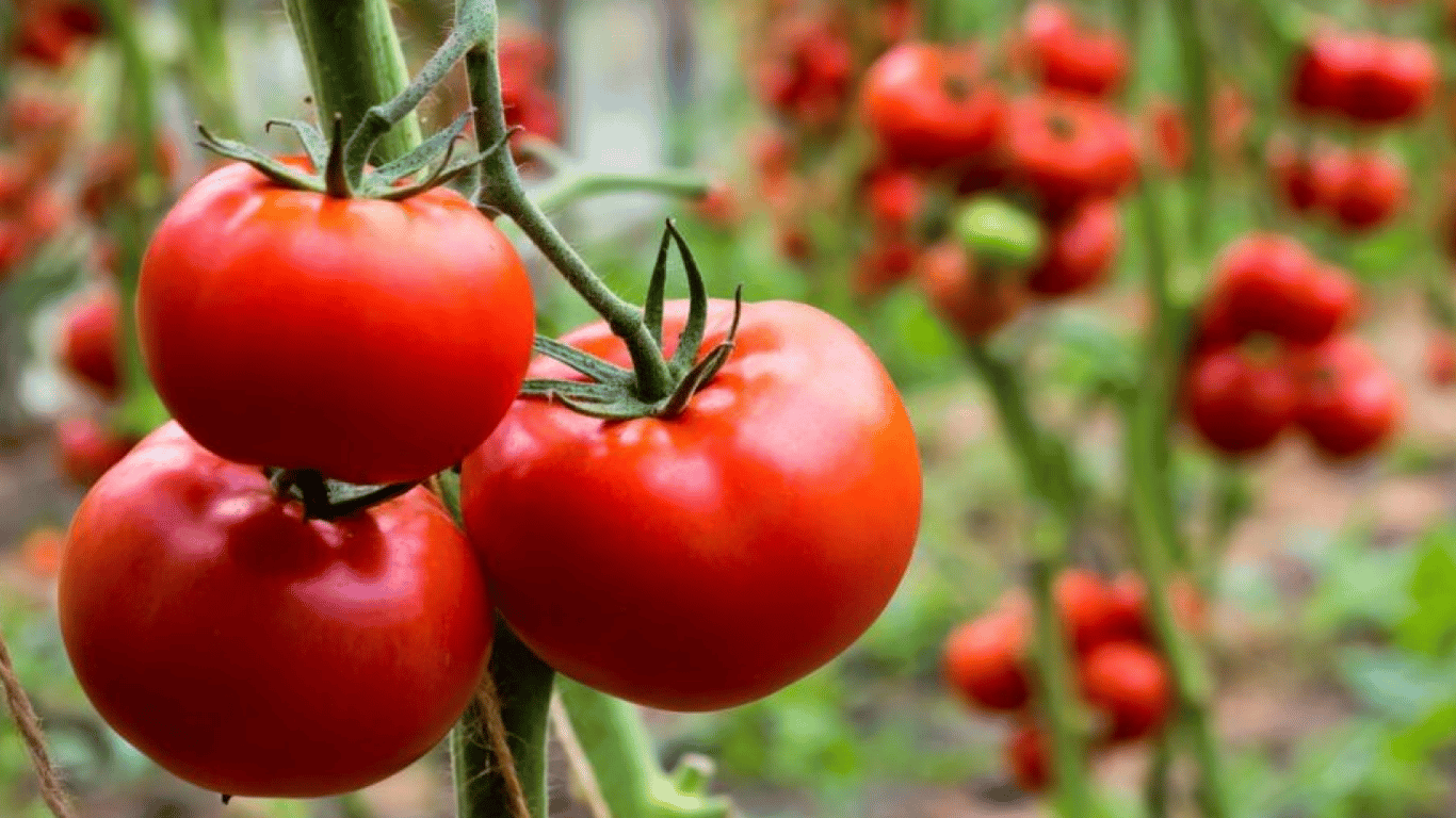 Помідори ростуть на грядці. 