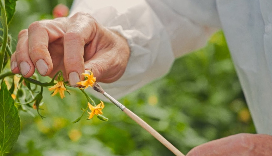 Опыление огурцов