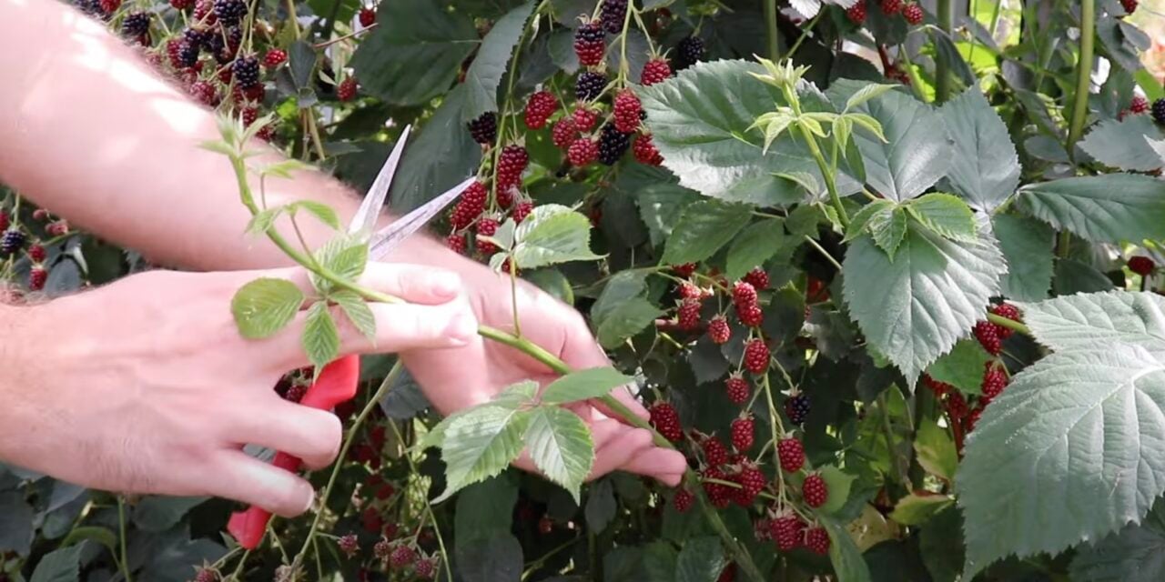 Подготовка черенков ежевики к размножению