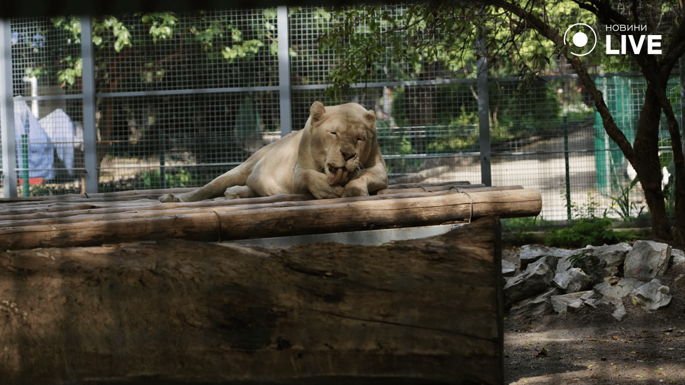 Одесский зоопарк ждут масштабные обновления - какие именно - фото 1