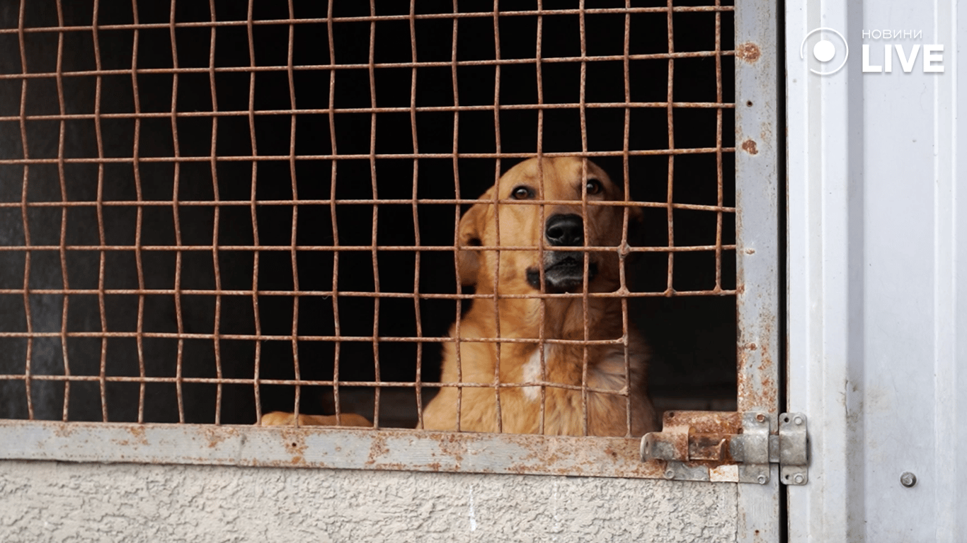 Тварина у вольєрі, притулок "Ковчег"