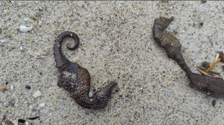 Загибель морських коників в Одесі — стали відомі причини - 290x160