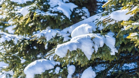 Як сніг шкодить саду — головні небезпеки для рослин узимку - 285x160