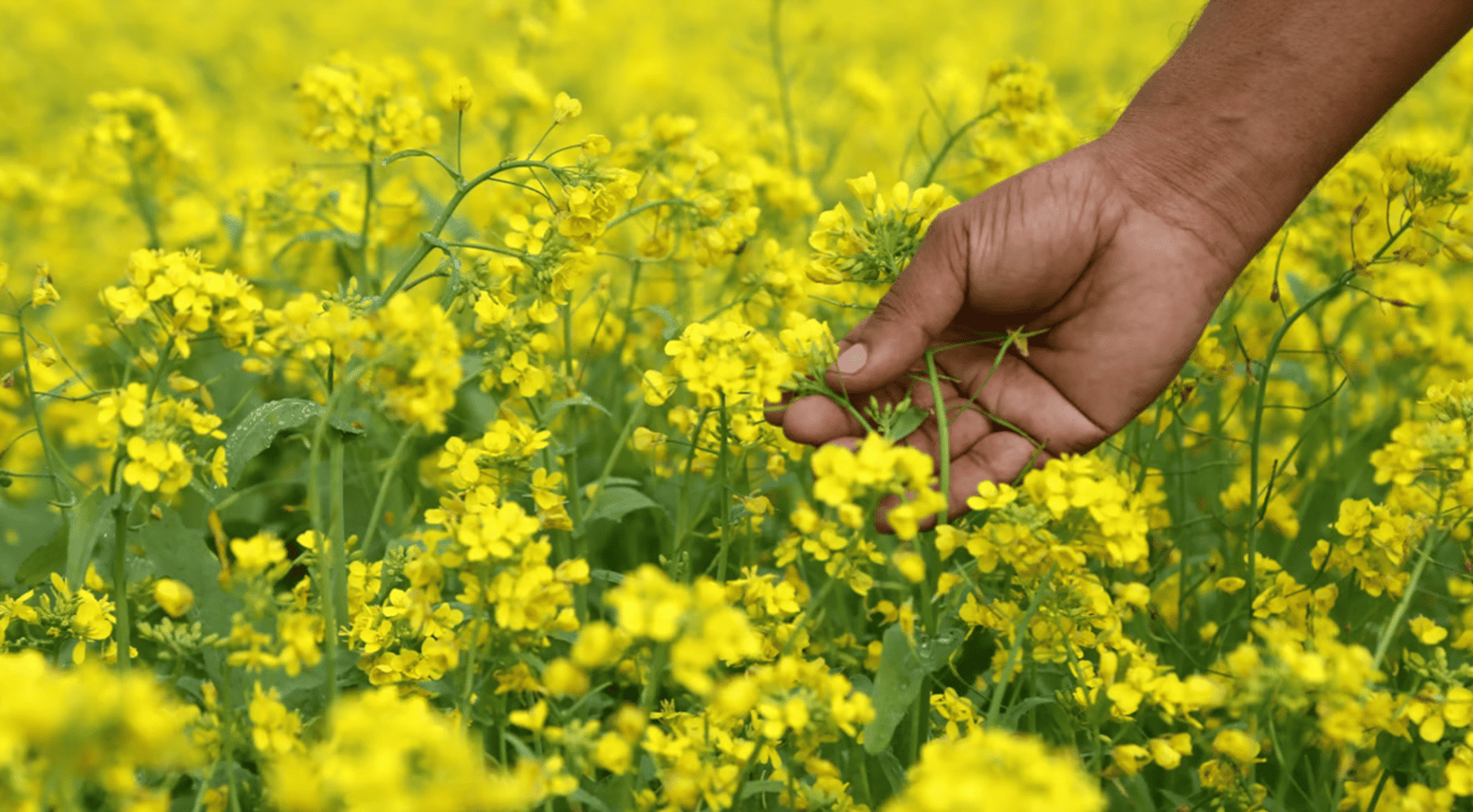 Які сидерати вибрати для томатів — гірчиця