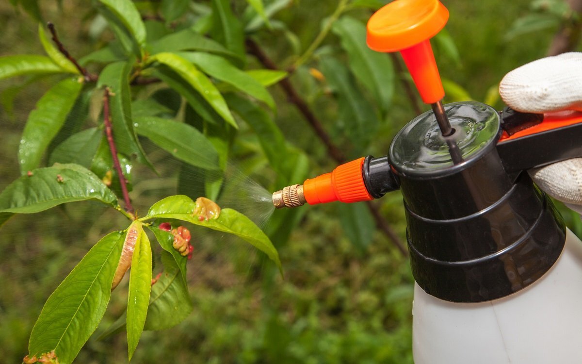 Процесс обработки дерева с персиками