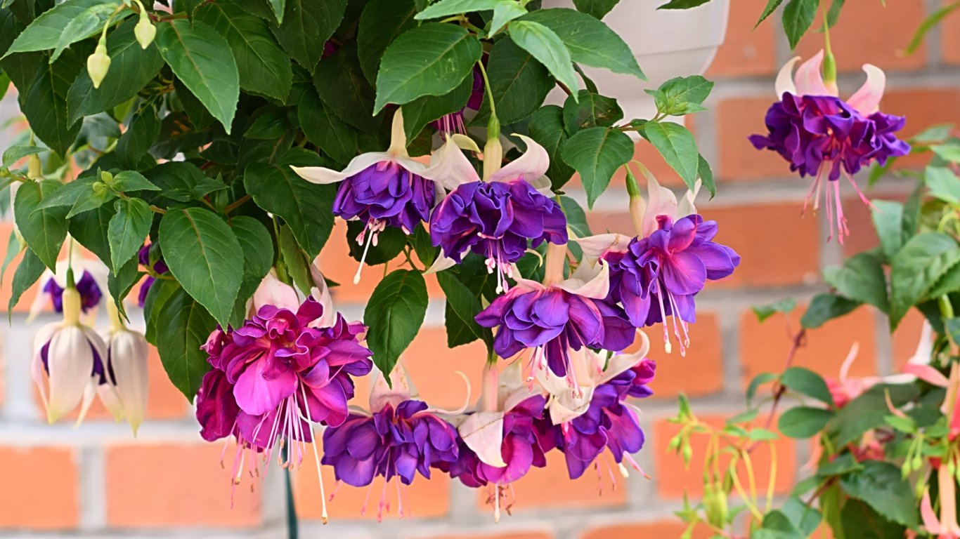 Фуксія з яскраво-фіолетовими та рожевими квітами біля стіни.