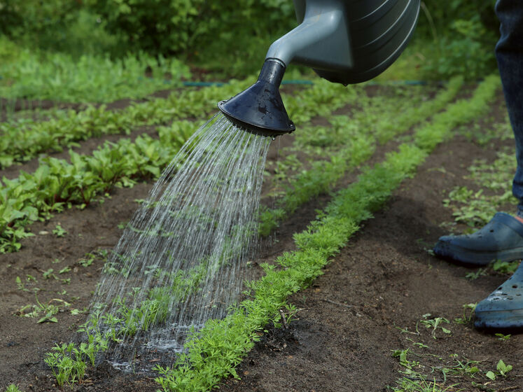 Чи можна використовувати людську сечу як добриво
