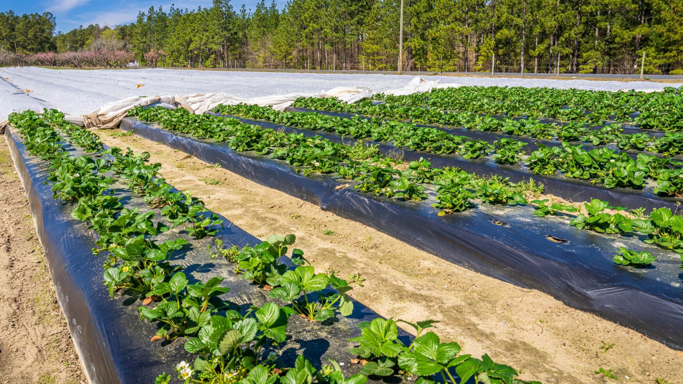 Грядки полуниці на городі.