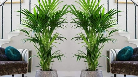 Почему у пальмы сохнут листья — советы для восстановления - 285x160