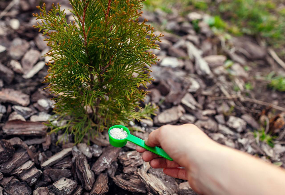 Как подготовить хвойные растения в саду к зиме – простые советы садоводов.