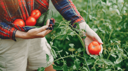 Жоден овоч не загине — коли краще збирати помідори на дозрівання - 285x160