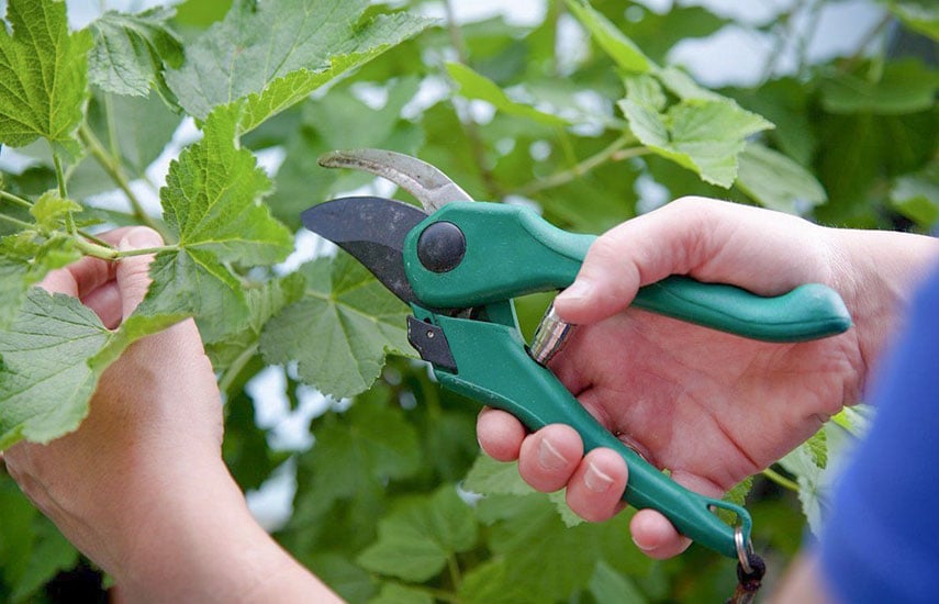 Процесс обрезки веток смородины