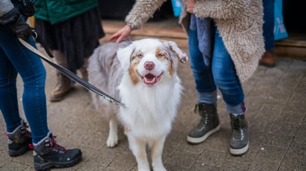 Суворого покарання не уникнути — що загрожує власникам собак - 285x160