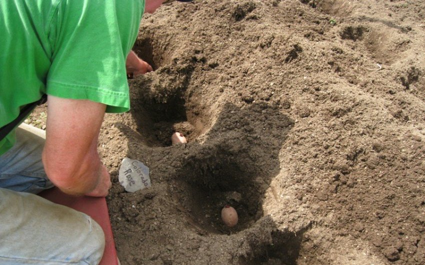 Посадка картошки