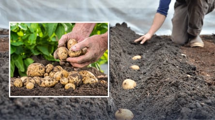 Когда сажать картошку весной 2026 — лунный календарь подскажет - 285x160