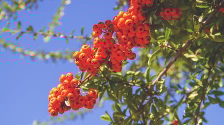 Навіщо садити горобину біля будинку — головні причини - 285x160