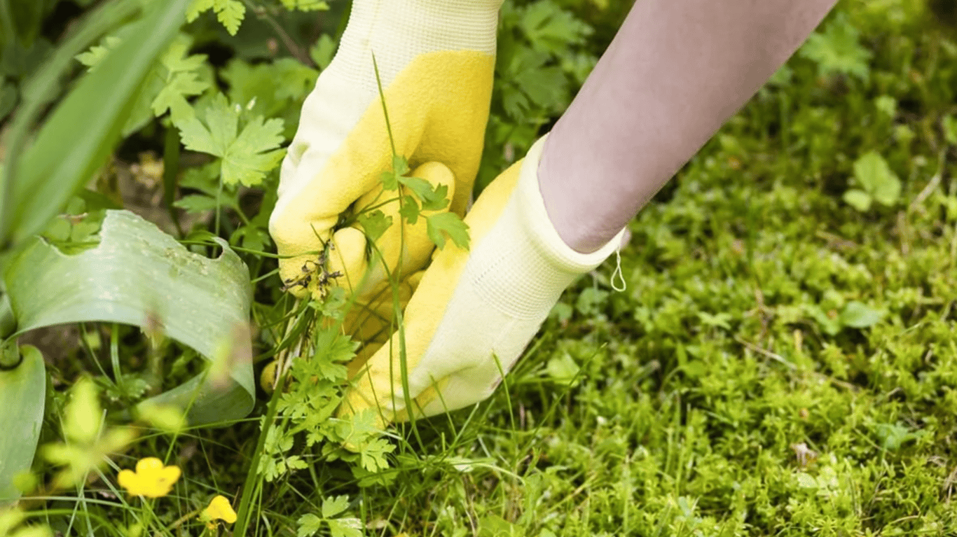 Людина в жовтих рукавицях висмикує бур’яни з грядки.