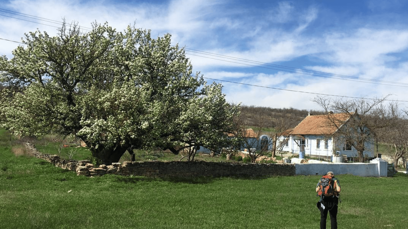 Найстаріша груша України зацвіла на Одещині — фото