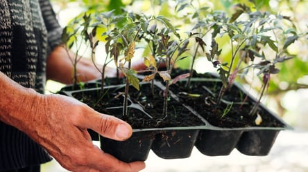 Посів помідорів на розсаду — точні терміни та секрети успіху - 285x160