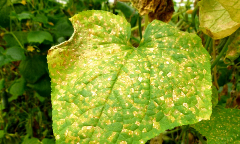 Пероноспороз на огурцах