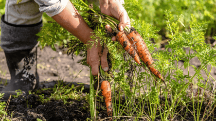 Когда копать морковь осенью по лунному календарю, чтобы не гнила - 285x160