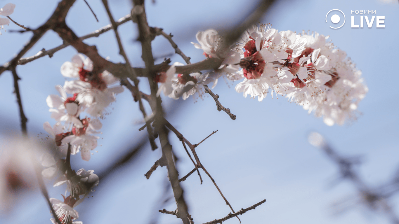 Цвітіння ранній дерев 