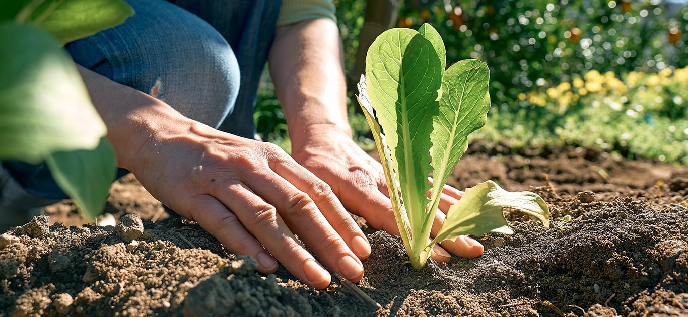 Посадка растения