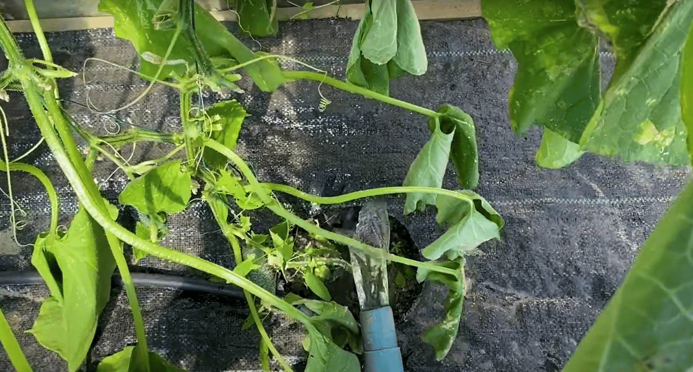 Правильный процесс полива огурцов