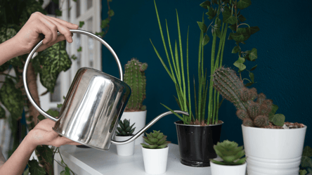 Ни в коем случае не поливайте так комнатные цветы — это их убьет - 285x160