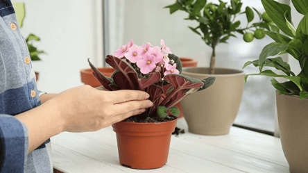 Це підживлення робить фіалку густо квітучою взимку - 285x160