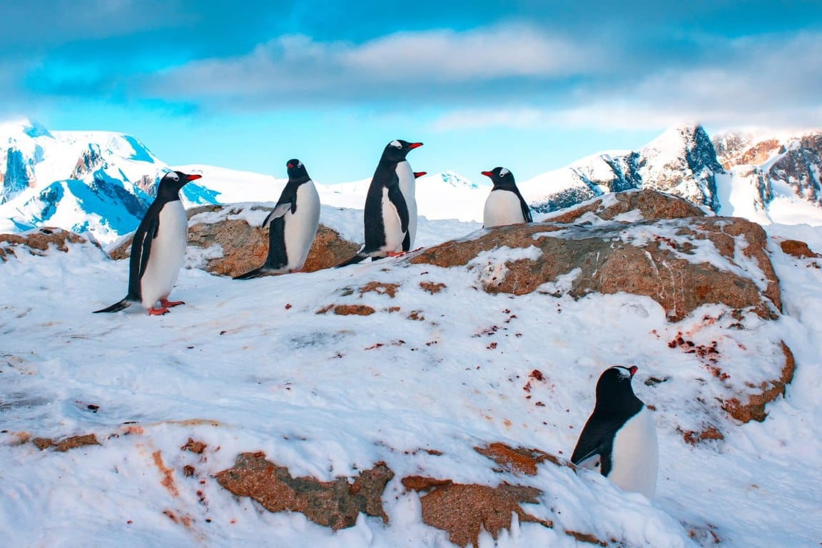 Пингвины у украинской станции