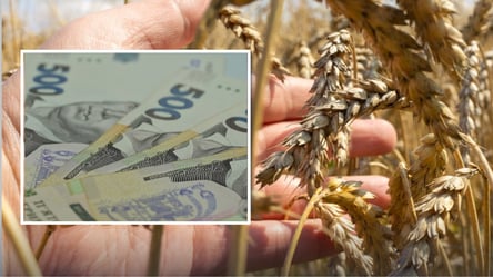 Пшеницу продают по новым ценам — сколько стоит тонна зерна - 285x160