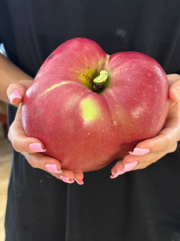 Рекорд найбільше яблуко в Україні