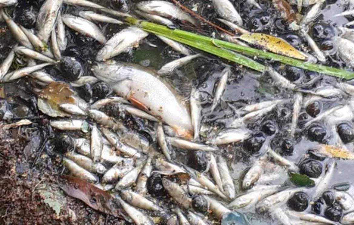 мор рыбы в реке Сейм