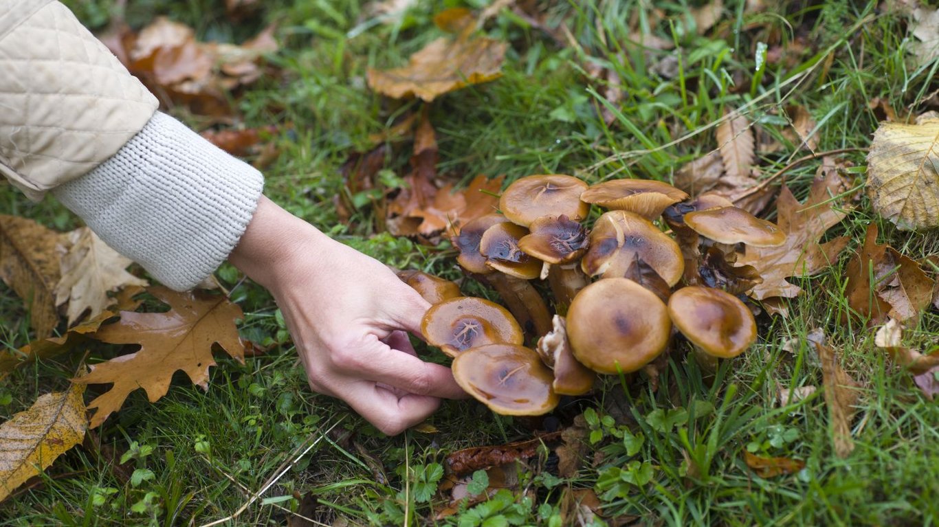 як висушити гриби на зиму