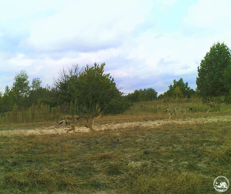 Вовки в Чорнобилі