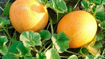 Найурожайніші сорти динь — ростуть і в спеку, і в холод - 285x160