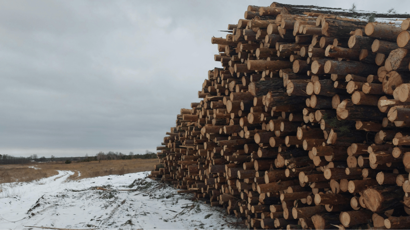 Заготівля дров без порушення закону — де можна рубати самосів у 2025