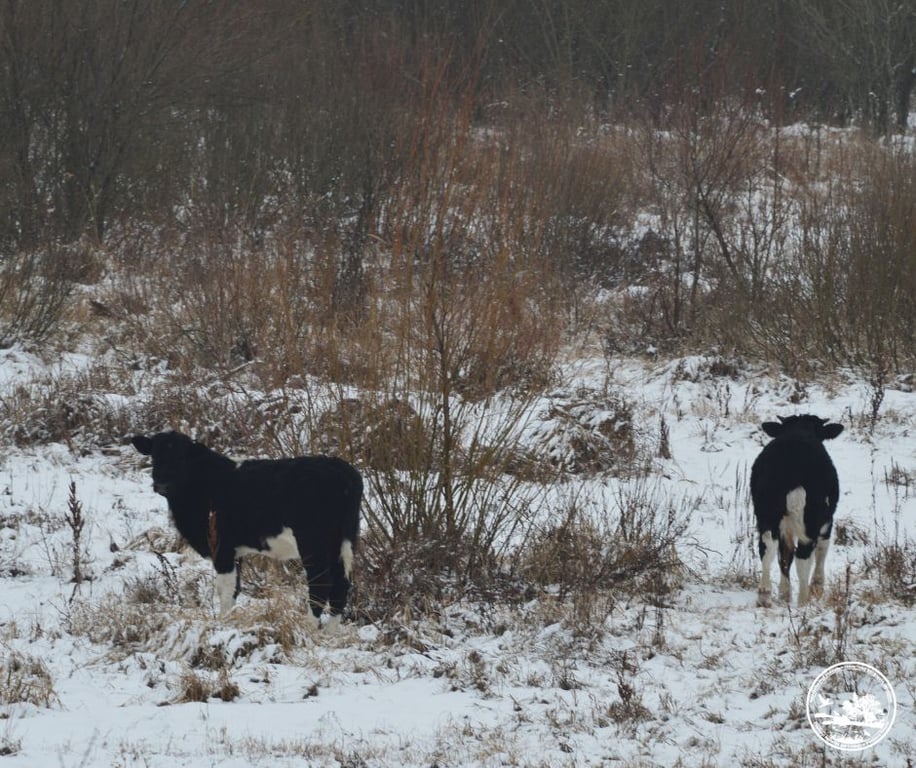 тварини в Чорнобилі