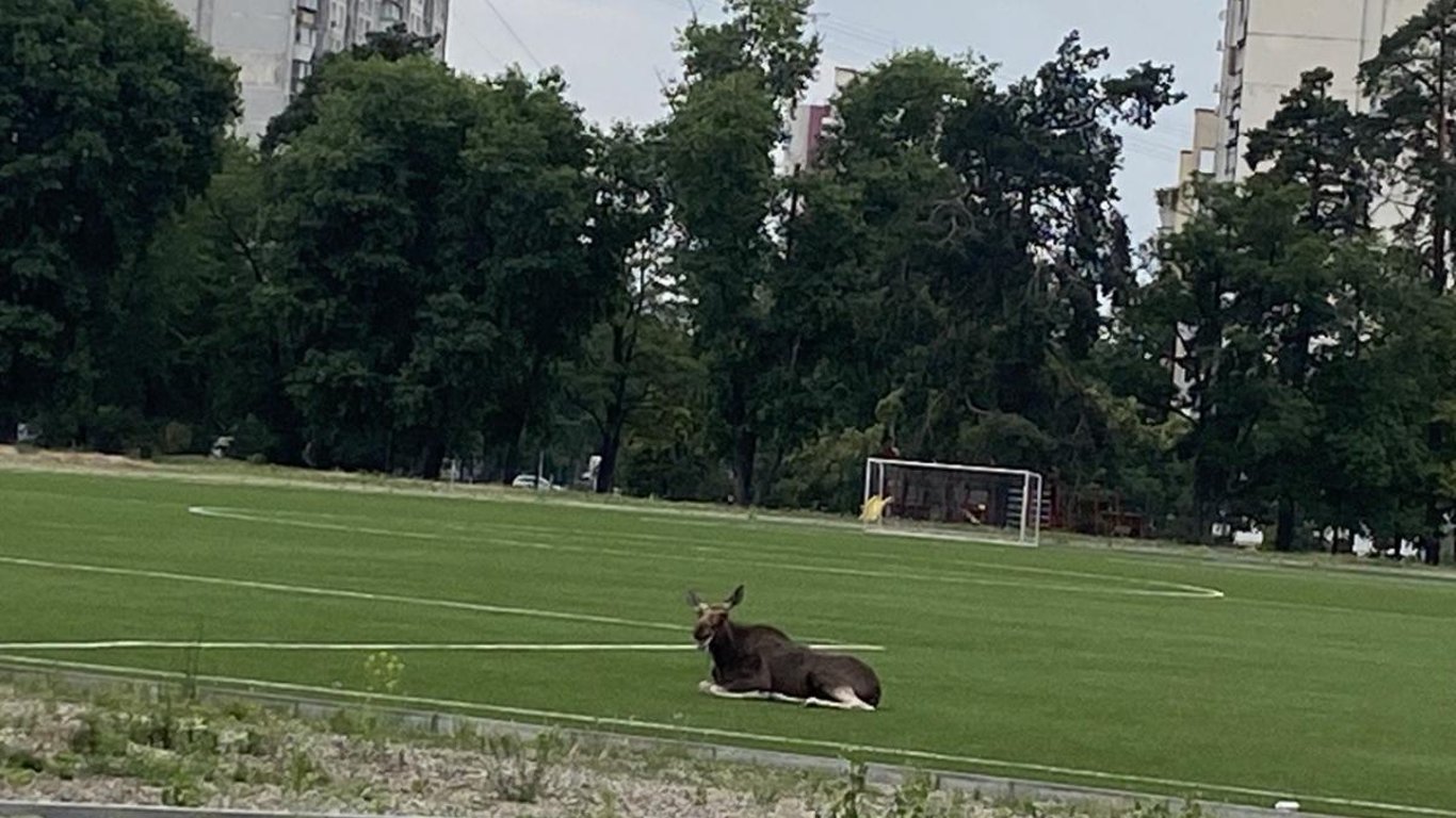 В киевский парк посетил лось: фото и видео