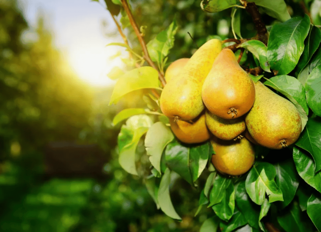 Спелые груши на плодовом дереве