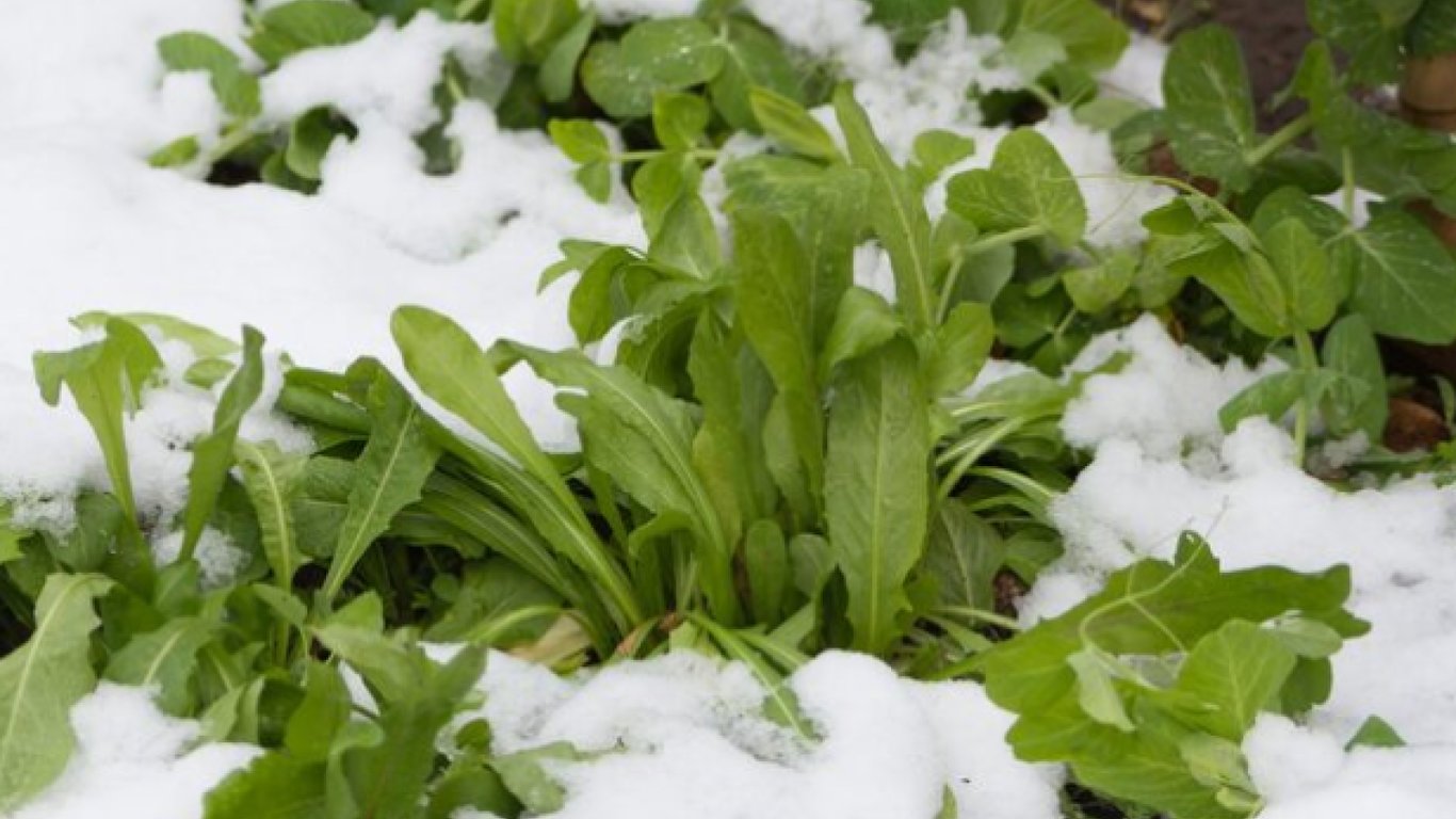 Шпинат у зимовому городі.