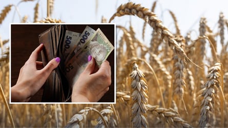 Цены на пшеницу: за сколько можно приобрести тонну зерна - 285x160